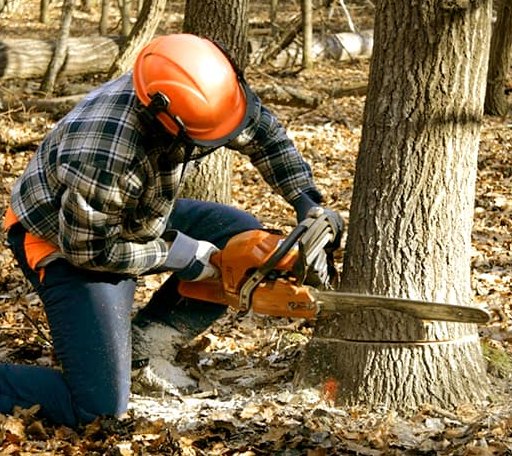 Tree Removal in Rombauer, MO